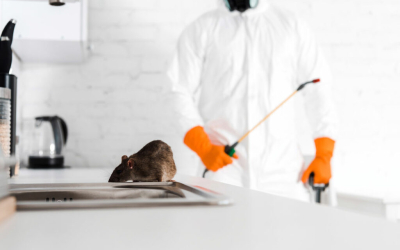 Dịch vụ diệt chuột