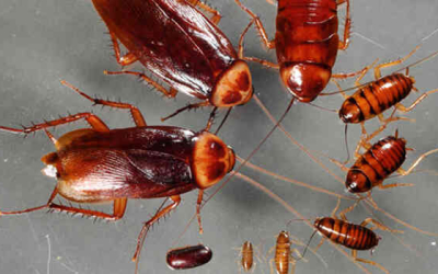 Những câu hỏi thường gặp về loài gián